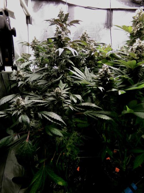 Biscotti Gelato (GDG 24 #1). Week 15 - Day 105