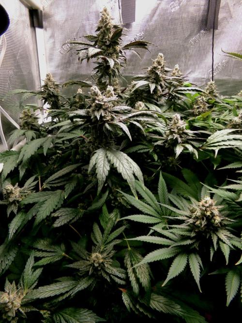 Biscotti Gelato (GDG 24 #1). Week 15