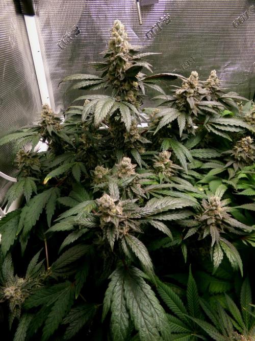 Biscotti Gelato (GDG 24 #1). Week 15