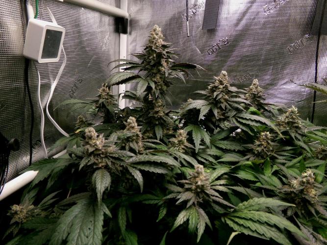 Biscotti Gelato (GDG 24 #1). Week 15