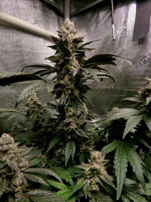 Biscotti Gelato (GDG 24 #1). Week 15
