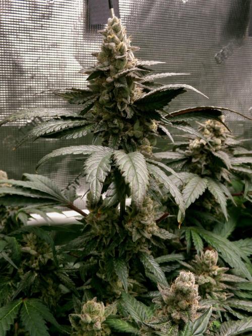 Biscotti Gelato (GDG 24 #1). Week 15