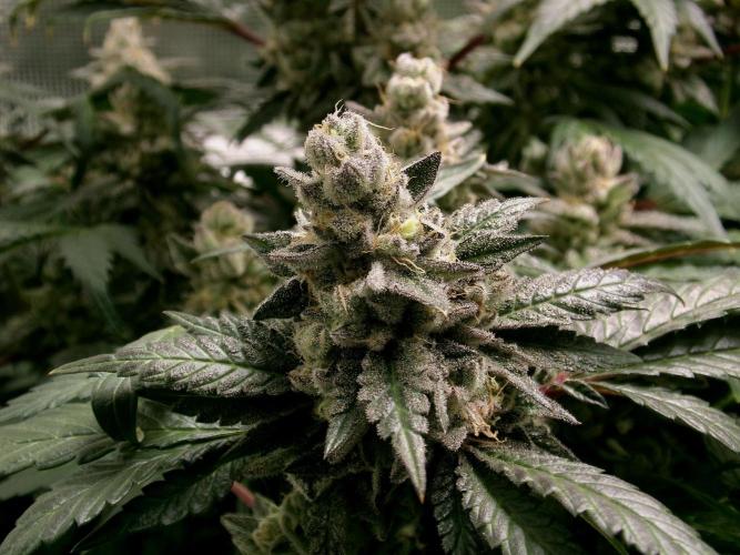 Biscotti Gelato (GDG 24 #1). Week 15