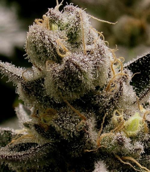 Biscotti Gelato (GDG 24 #1). Week 15