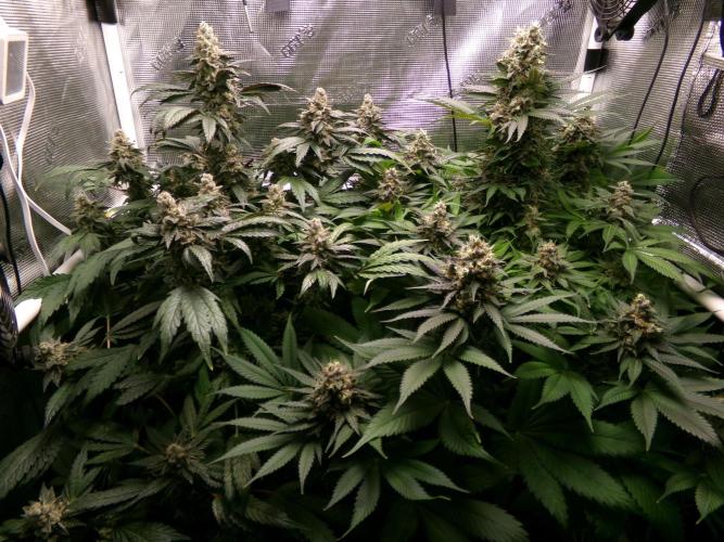 Biscotti Gelato (GDG 24 #1). Week 15