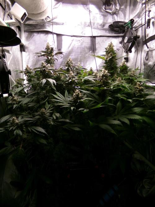 Biscotti Gelato (GDG 24 #1). Week 15
