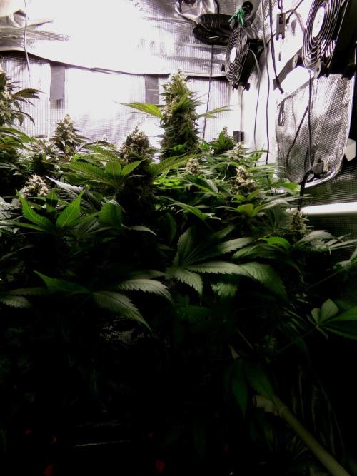 Gelato (GDG24 #2). Week 14 - Day 94