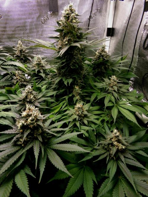 Gelato (GDG24 #2). Week 14