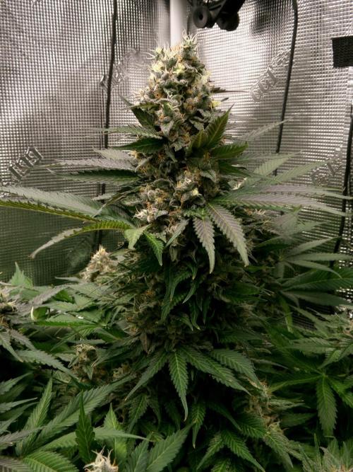 Gelato (GDG24 #2). Week 14