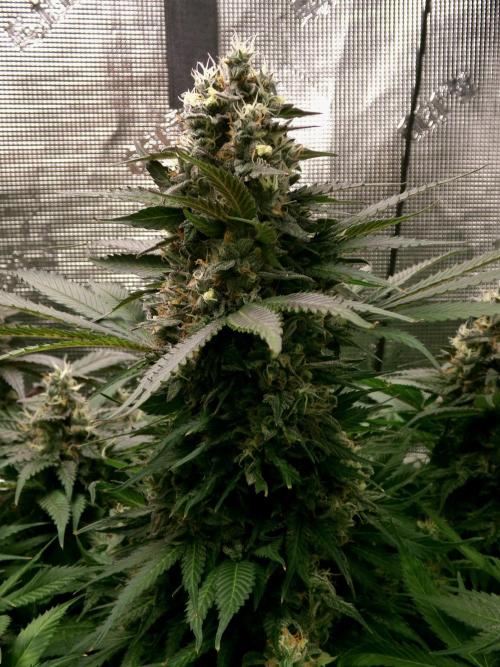 Gelato (GDG24 #2). Week 14
