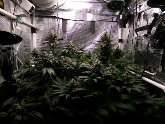 Gelato (GDG24 #2). Week 14