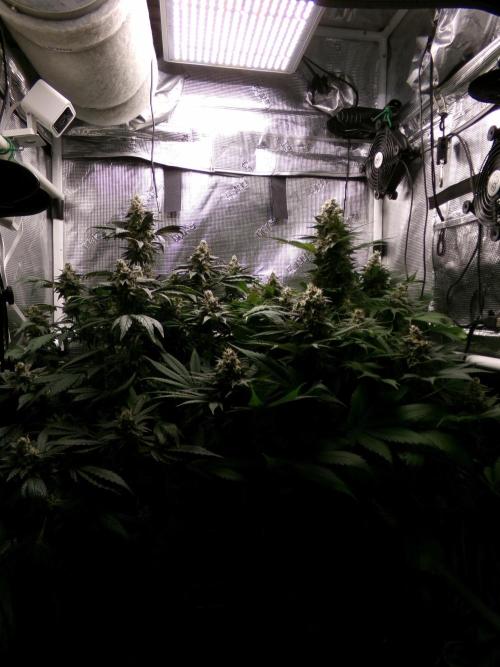 Gelato (GDG24 #2). Week 14