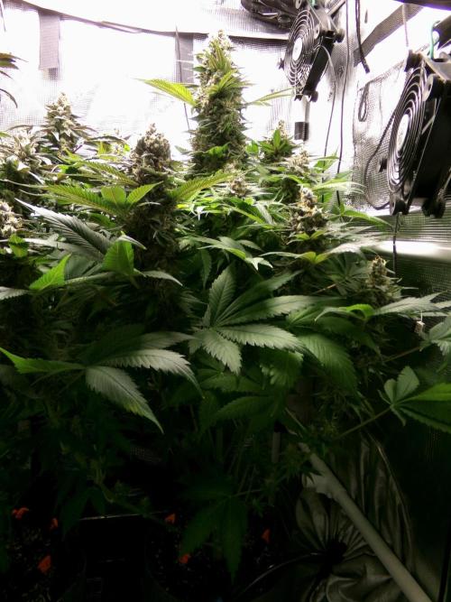 Gelato (GDG24 #2). Week 14 - Day 98