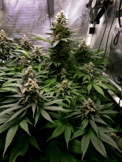 Gelato (GDG24 #2). Week 14