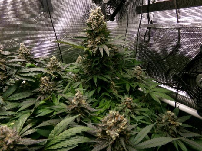 Gelato (GDG24 #2). Week 14
