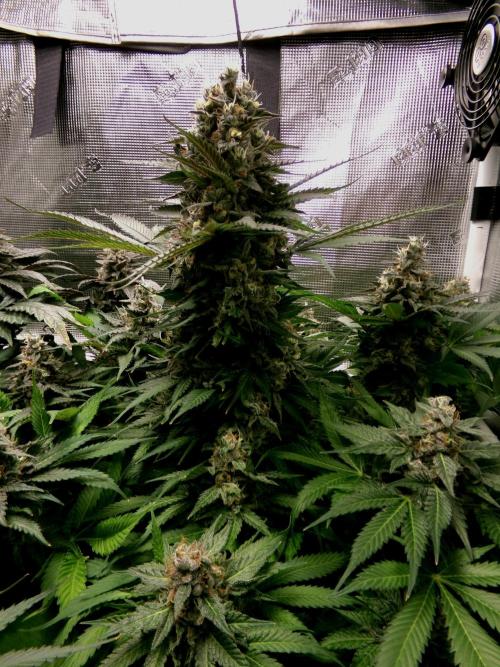 Gelato (GDG24 #2). Week 14