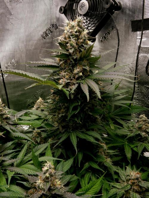 Gelato (GDG24 #2). Week 14