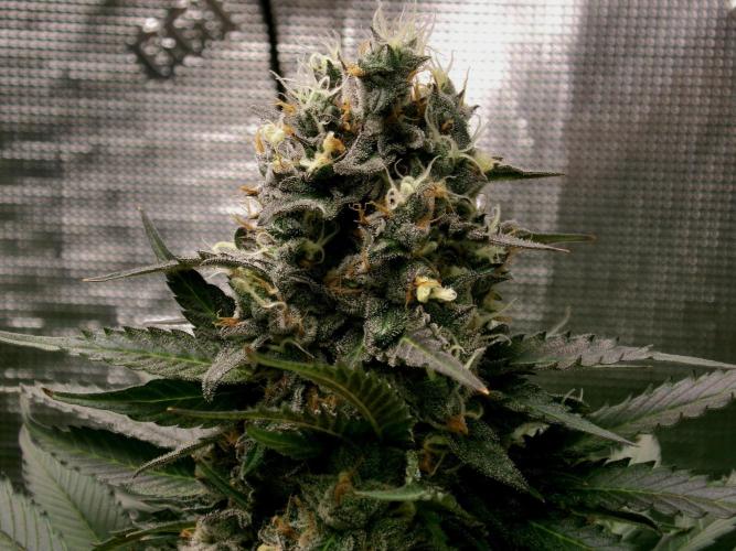 Gelato (GDG24 #2). Week 14