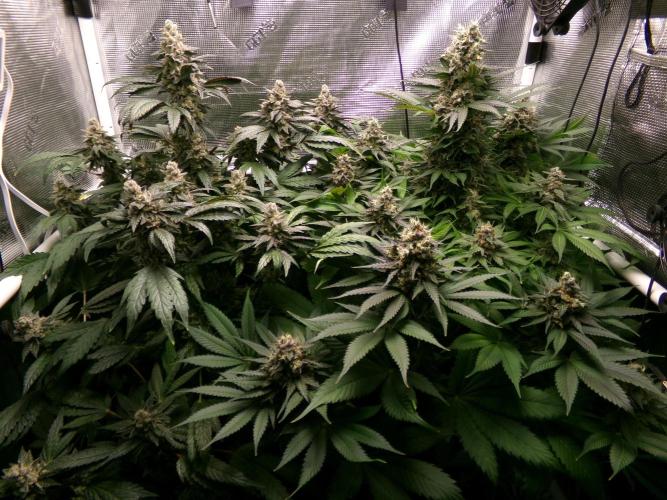 Gelato (GDG24 #2). Week 14