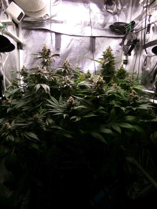Gelato (GDG24 #2). Week 14