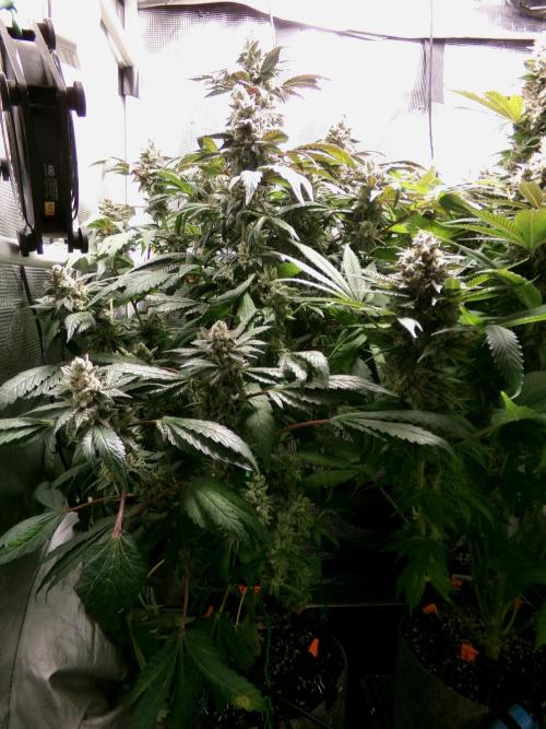 Biscotti Gelato (GDG 24 #1). Week 16 - Day 108