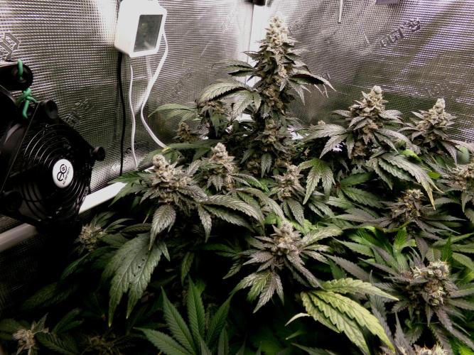 Biscotti Gelato (GDG 24 #1). Week 16