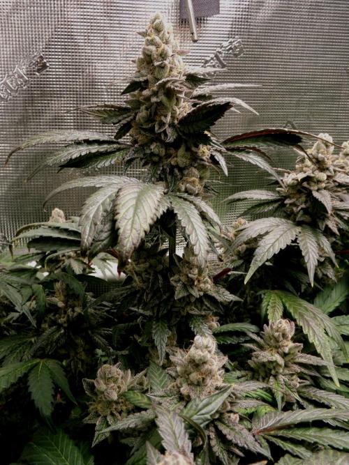 Biscotti Gelato (GDG 24 #1). Week 16
