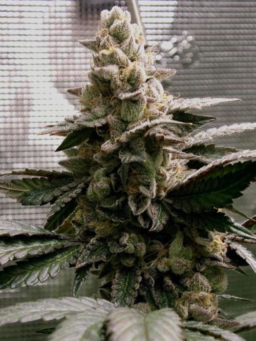 Biscotti Gelato (GDG 24 #1). Week 16
