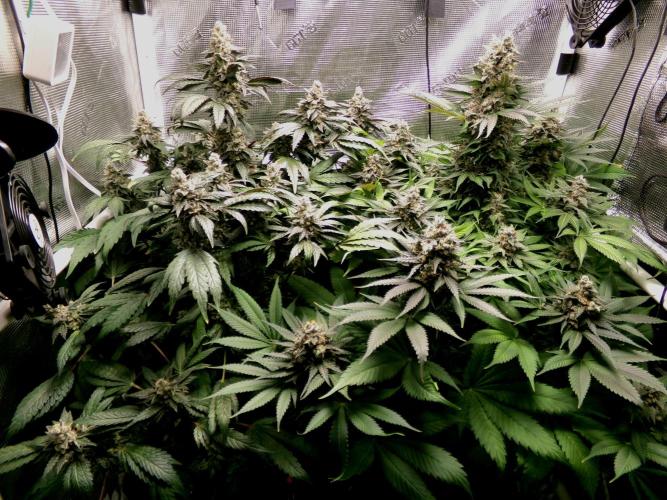Biscotti Gelato (GDG 24 #1). Week 16