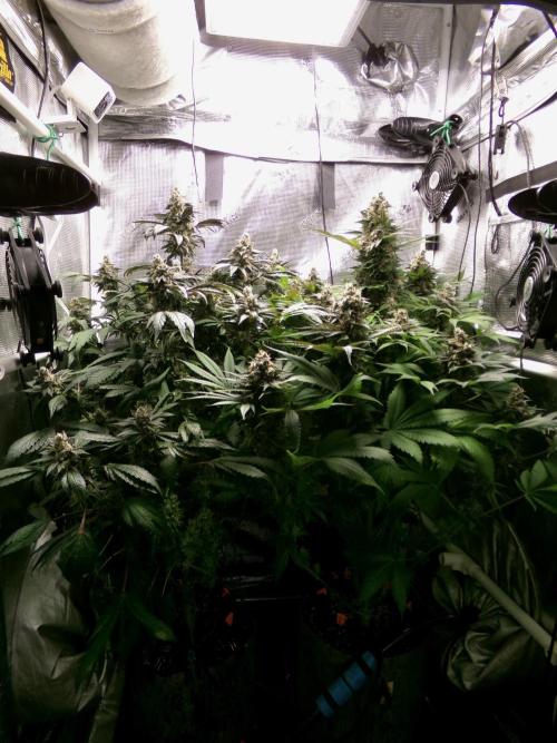 Biscotti Gelato (GDG 24 #1). Week 16