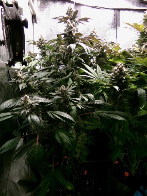 Biscotti Gelato (GDG 24 #1). Week 16 - Day 112