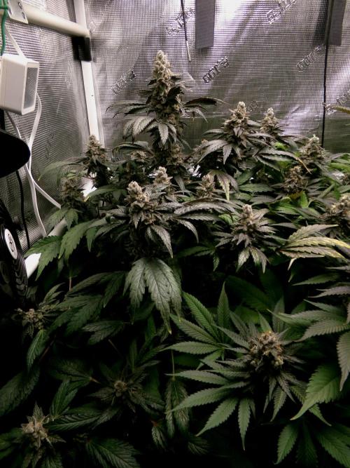 Biscotti Gelato (GDG 24 #1). Week 16