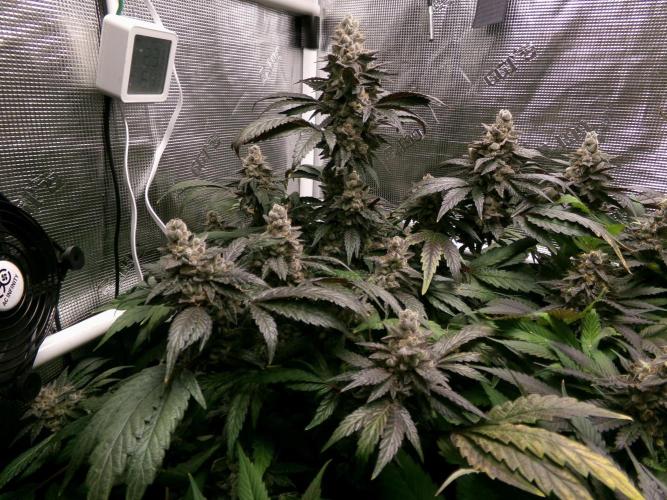 Biscotti Gelato (GDG 24 #1). Week 16