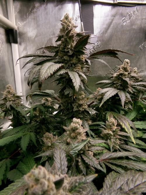 Biscotti Gelato (GDG 24 #1). Week 16