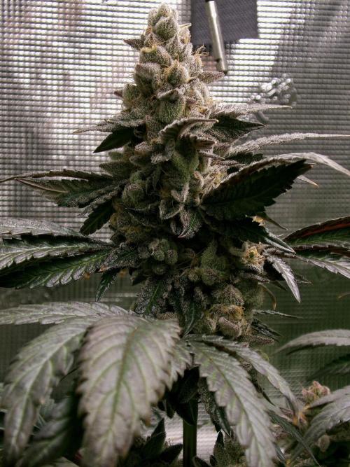 Biscotti Gelato (GDG 24 #1). Week 16