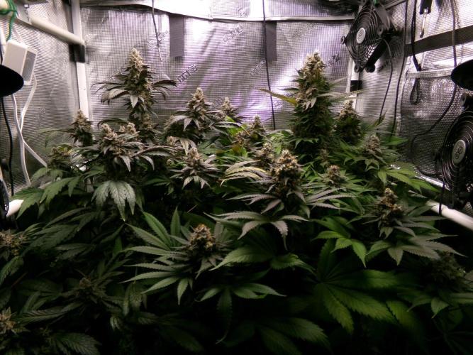 Biscotti Gelato (GDG 24 #1). Week 16
