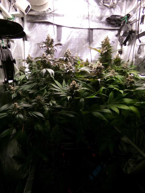 Biscotti Gelato (GDG 24 #1). Week 16