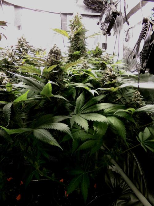 Gelato (GDG24 #2). Week 15 - Day 101