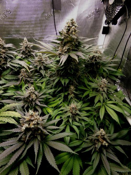 Gelato (GDG24 #2). Week 15
