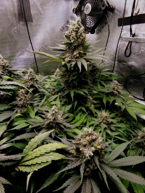Gelato (GDG24 #2). Week 15