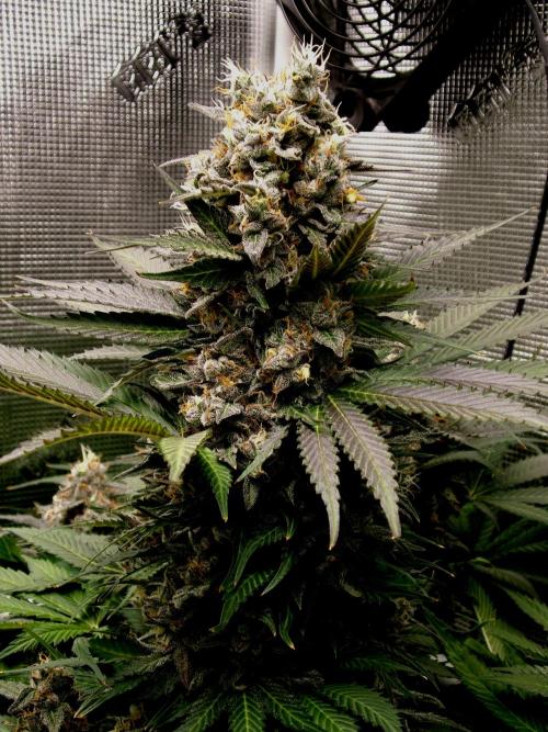 Gelato (GDG24 #2). Week 15
