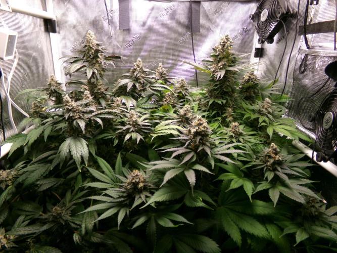 Gelato (GDG24 #2). Week 15