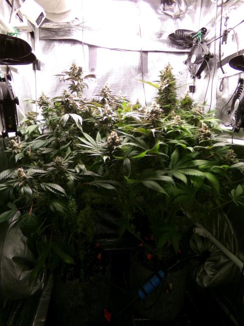 Gelato (GDG24 #2). Week 15