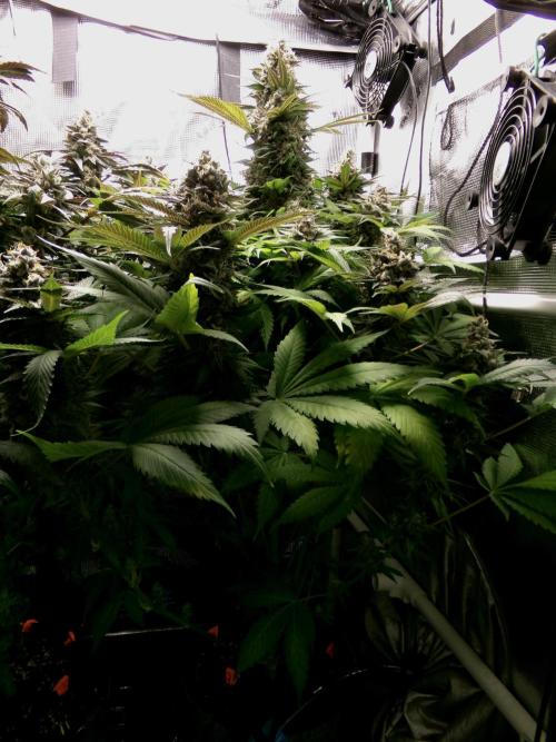 Gelato (GDG24 #2). Week 15 - Day 105