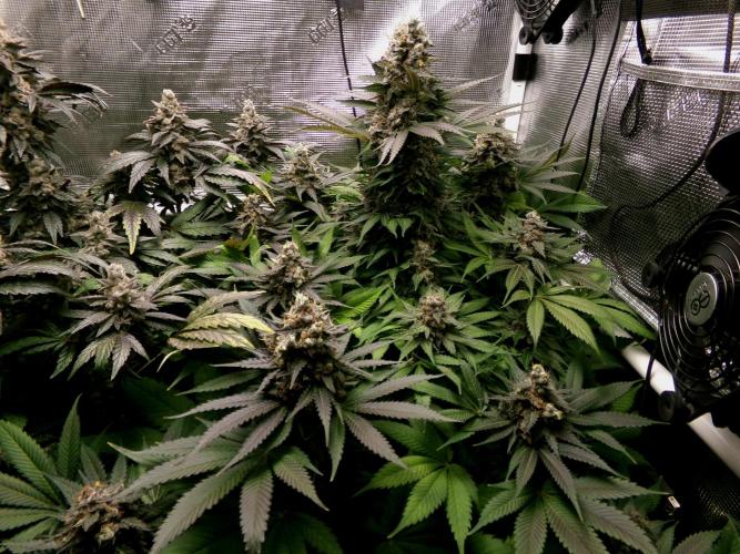Gelato (GDG24 #2). Week 15