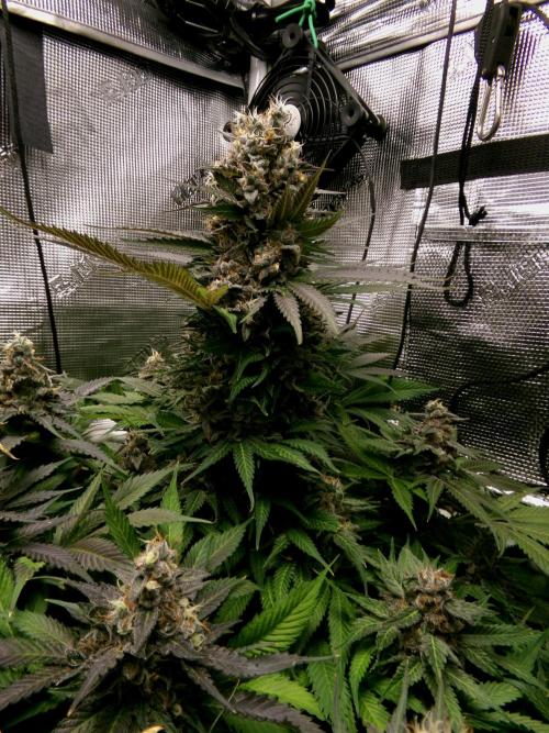 Gelato (GDG24 #2). Week 15