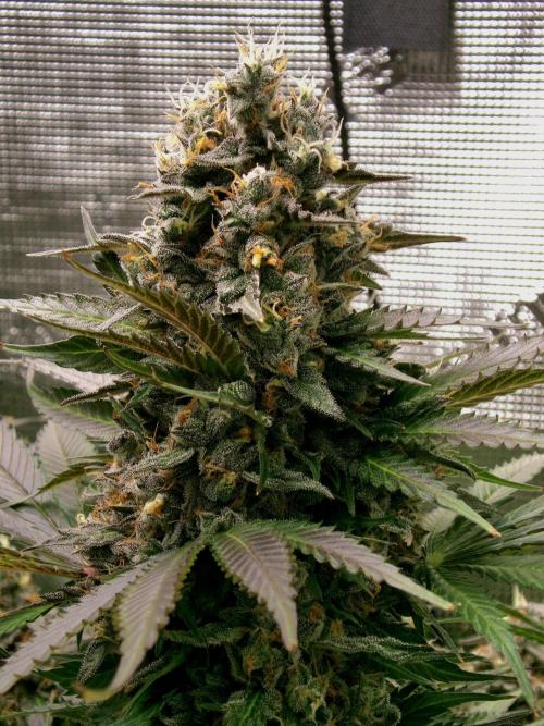 Gelato (GDG24 #2). Week 15