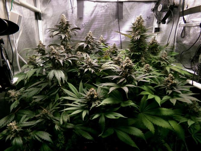 Gelato (GDG24 #2). Week 15