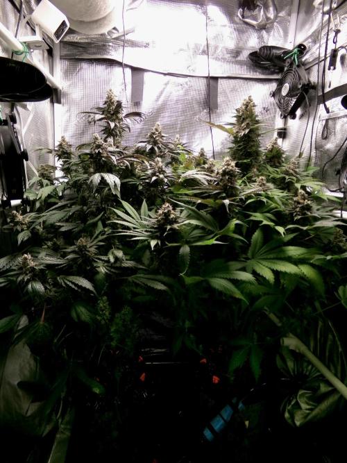 Gelato (GDG24 #2). Week 15