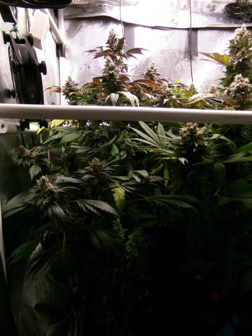 Biscotti Gelato (GDG 24 #1). Week 17 - Day 114